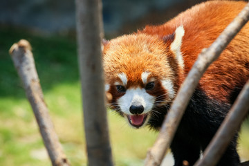 Red panda at zoo