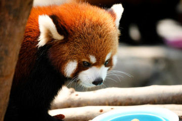 Cute red panda