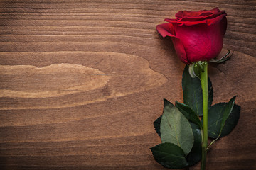 Aromatic bloomed natural rose on wooden board holiday concept