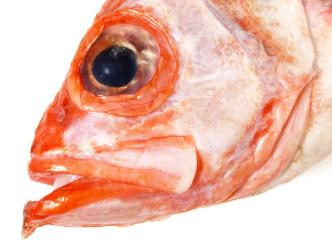 Imagens de Fischkopf – Explore Fotografias do Stock, Vetores e Vídeos ...