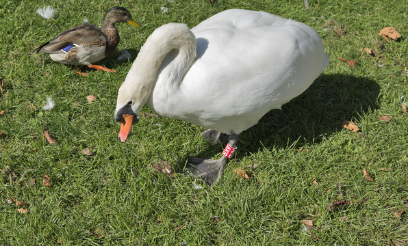 ringed swan and wild duck on the meadow