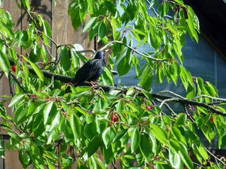 Stare beim Kirschenklau
