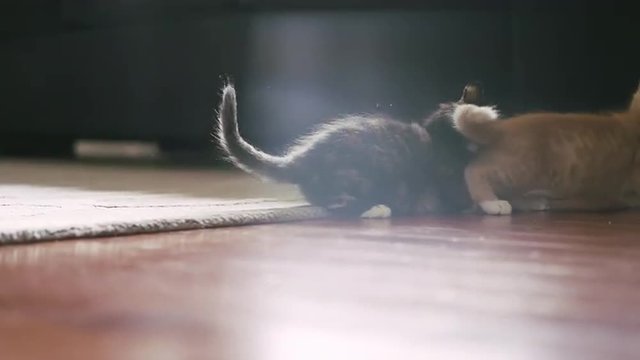 A kitten pounces on another kitten and they start wrestling