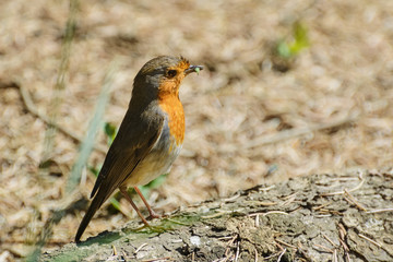 An European Robin
