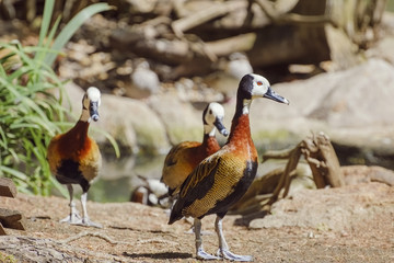 White-faced Whistling Duck