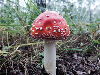 Мухомор в лесу
