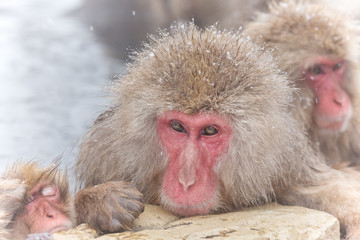 お風呂を楽しむおさるさん Japanese monkey enjoys a hot spring