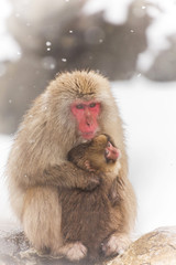 あかちゃんとママのおさるさん　 Japanese monkey which hugs a baby