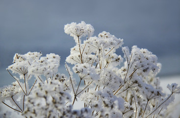 Hoarfrost on aegopodium on a blue background