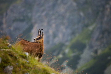 Chamois in Tatras
