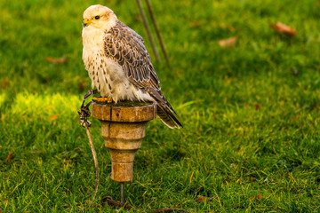 Greifvogel