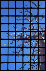 Window, tree and blue sky 