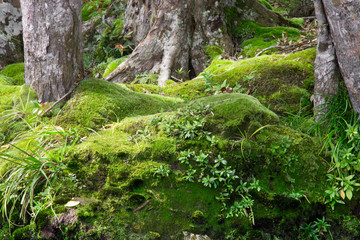 Green moss cover old tree.