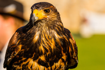 Greifvogel - Portrait 