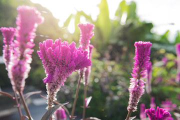 purple cockscomb flower with sunlight