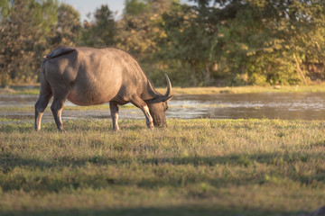 Buffalo is grazing on the meadow
