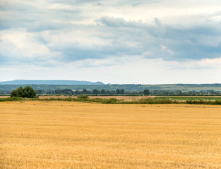 Fototapeta na wymiar Yellow-green summer field 