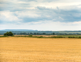 Obraz premium Żółto-zielone letnie pole