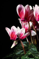Flowers - Cyclamen, Primulaceae