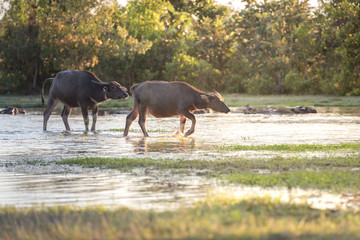 buffalo fording a river in thailand