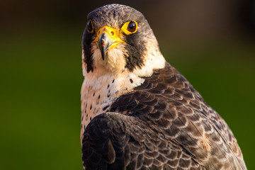 Greifvogel - Portrait 