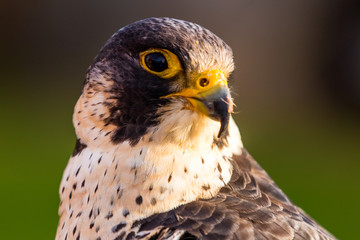 Greifvogel
