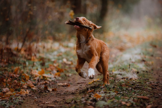 Dog Nova Scotia Duck Tolling Retriever