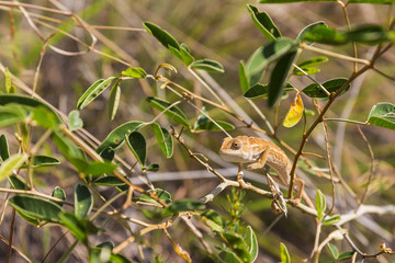 Orange Chameleon close up in Madagascar