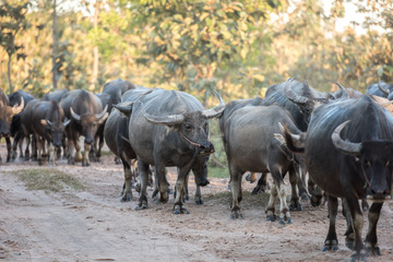 buffalo is going back to the corral