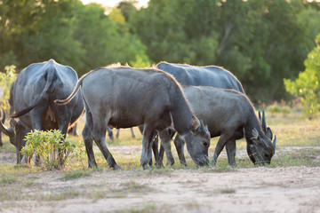 buffalo is grazing on the meadow