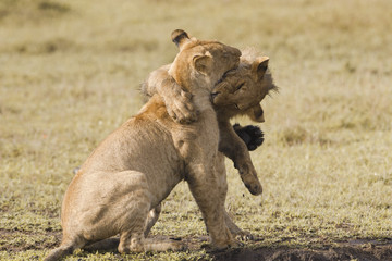 African lion cubs playing