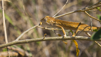 Orange Chameleon close up in Madagascar