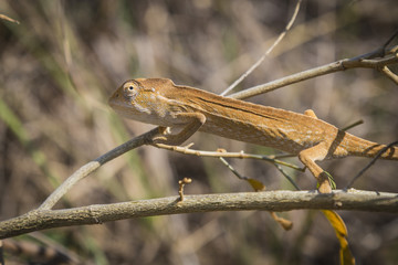Cute Orange Oustalet's curious Chameleon in Isalo National Park, Madagascar, Africa