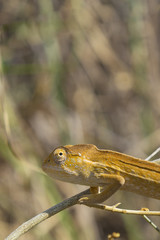 Cute Orange Oustalet's curious Chameleon in Isalo National Park, Madagascar, Africa