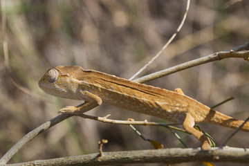 Orange Chameleon close up in Madagascar