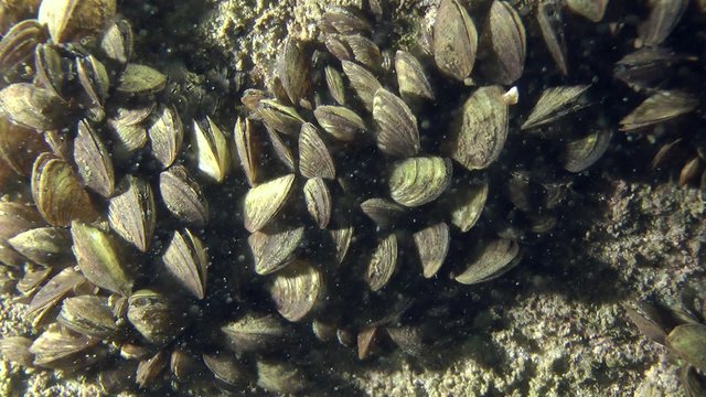 Zebra mussel (Dreissena polymorpha): settlement of clams on the rock, medium shot.
