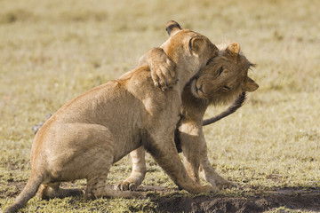 African lion cubs playing
