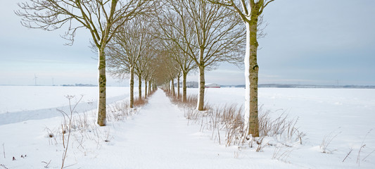 Snowy trees in winter