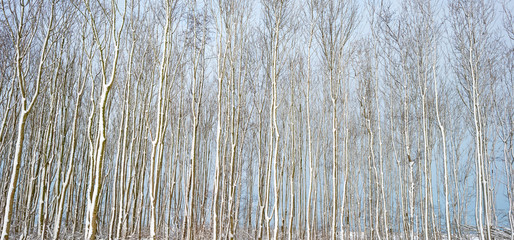 Snowy trees in winter