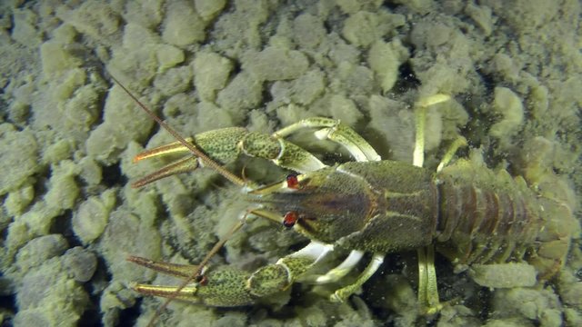 European crayfish slowly crawls through the frame, medium shot, top view.
