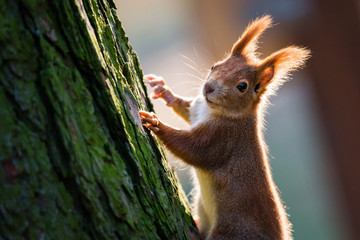Detail of cute red squirrel on the tree trunk