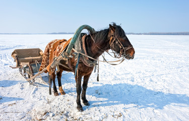 Naklejka na ściany i meble Horse with sledge at the bank of frozen river in wintertime