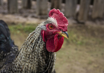 A cock with red comb, orange eyes, motly feathering in the field 