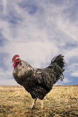 A cock with red comb, orange eyes, motly feathering in the field 