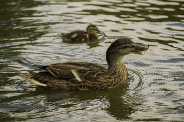 Zwei Enten