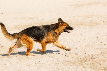 long haired german shepherd running on the beach