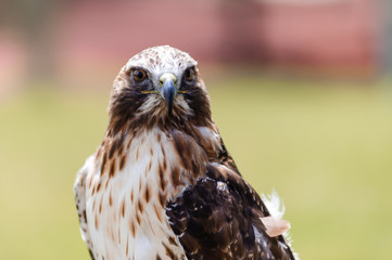 red-tailed hawk closeup © Pierrette Guertin