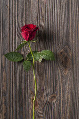 Fototapeta na wymiar Red rose flower on a wooden background.