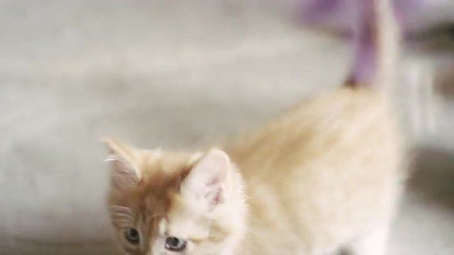 Two kittens playing with a toy being dangled from behind the camera