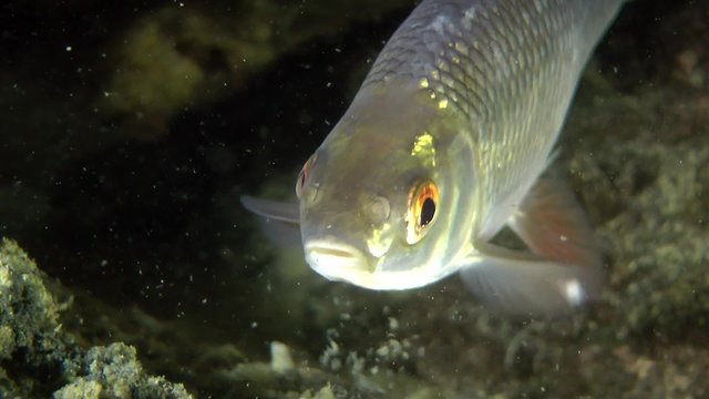 Common roach (Rutilus rutilus): fish slowly turns around in the frame, close-up.
